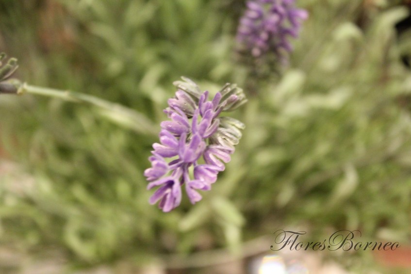 floresborneo-centro-de-flores-en-palma-de-mallorca-floristeria-borneo-boda