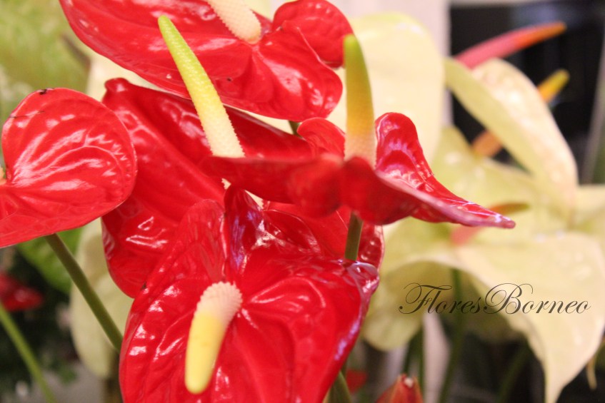 floresborneo-centro-de-flores-en-palma-de-mallorca-floristeria-borneo-boda