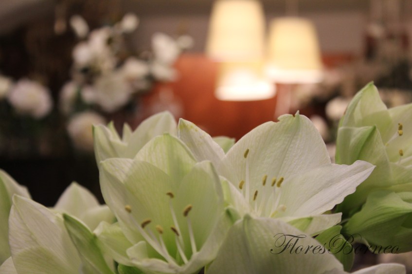 floresborneo-centro-de-flores-en-palma-de-mallorca-floristeria-borneo-boda